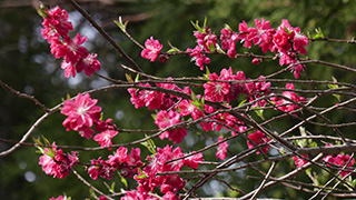 桃の花