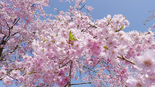 しだれ桜