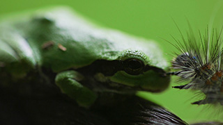 ニホンアマガエルと毛虫