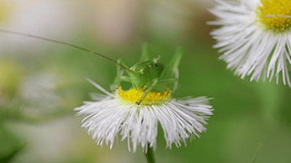 ハルジオンの花粉を食べるヤブキリの幼虫