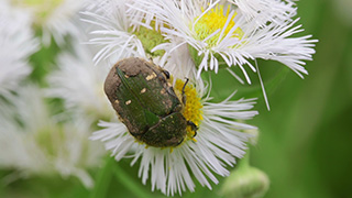 ハルジオンの花粉を食べるコアオハナムグリ