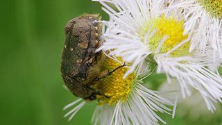 ハルジオンの花粉を食べるコアオハナムグリ