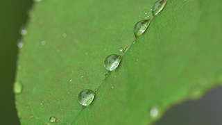 葉の上の水滴