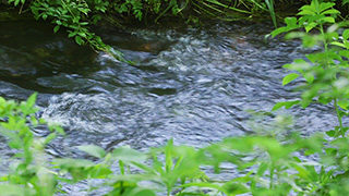 森を流れる小川