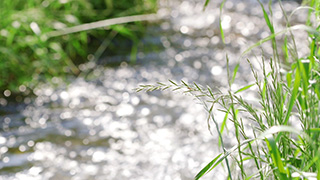 森を流れる小川