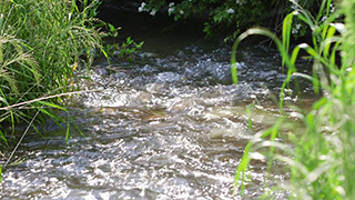 森を流れる小川