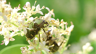 花粉を食べるコアオハナムグリ