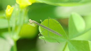 カマキリの幼虫