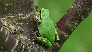 ニホンアマガエル