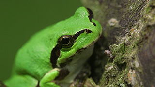 ニホンアマガエル