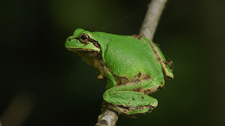 ニホンアマガエル