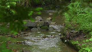 森を流れる小川