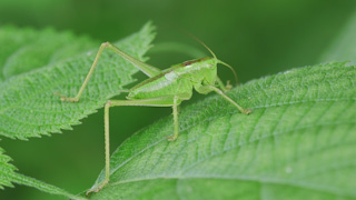 ヤブキリの幼虫