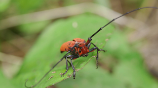 飛び立つホシベニカミキリ