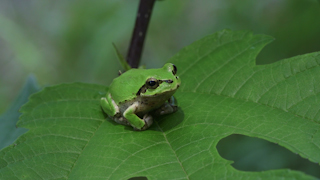 ニホンアマガエル