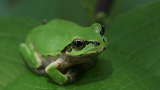 ニホンアマガエル