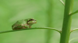 ニホンアマガエル