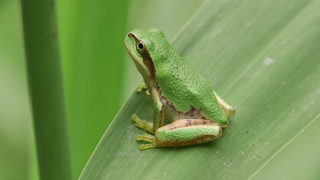 ニホンアマガエル