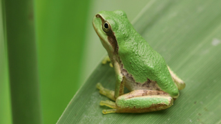 ニホンアマガエル