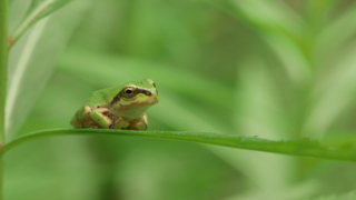 ニホンアマガエル