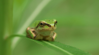 ニホンアマガエル