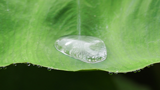 葉の上の水滴