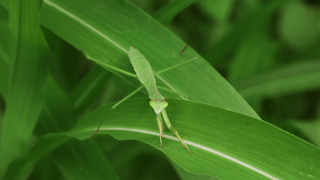 オオカマキリ