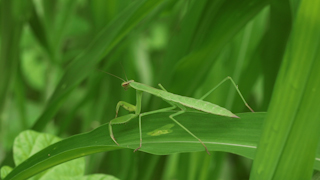 オオカマキリ