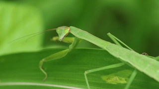 オオカマキリ