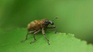 ハスジカツオゾウムシ