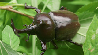 カブトムシ