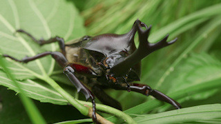 カブトムシ