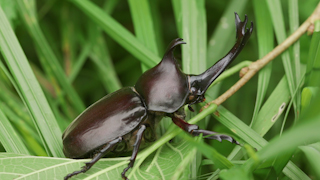 カブトムシ