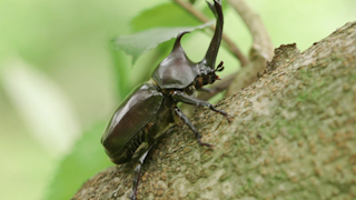 カブトムシ