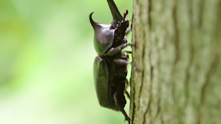 カブトムシ