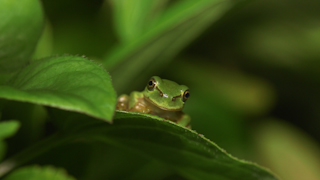 ニホンアマガエル