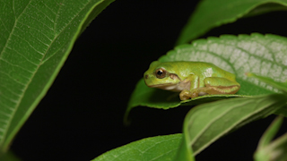 ニホンアマガエル