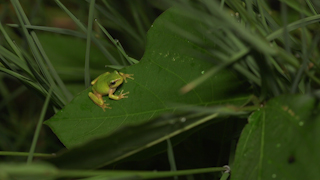 ニホンアマガエル