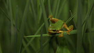 ニホンアマガエル