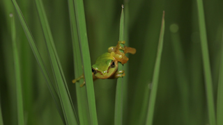 ニホンアマガエル