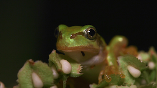 ニホンアマガエル