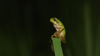 ニホンアマガエル