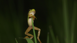 草から落下するニホンアマガエル