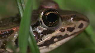 トウキョウダルマガエル