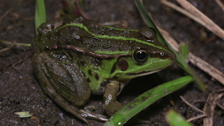 トウキョウダルマガエル