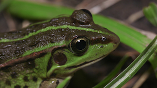 トウキョウダルマガエル