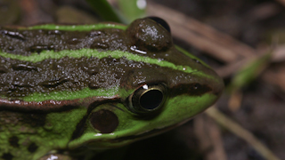 トウキョウダルマガエル