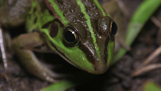 トウキョウダルマガエル