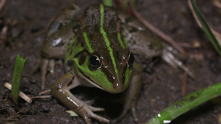 トウキョウダルマガエル