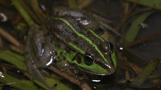 逃げ出すトウキョウダルマガエル